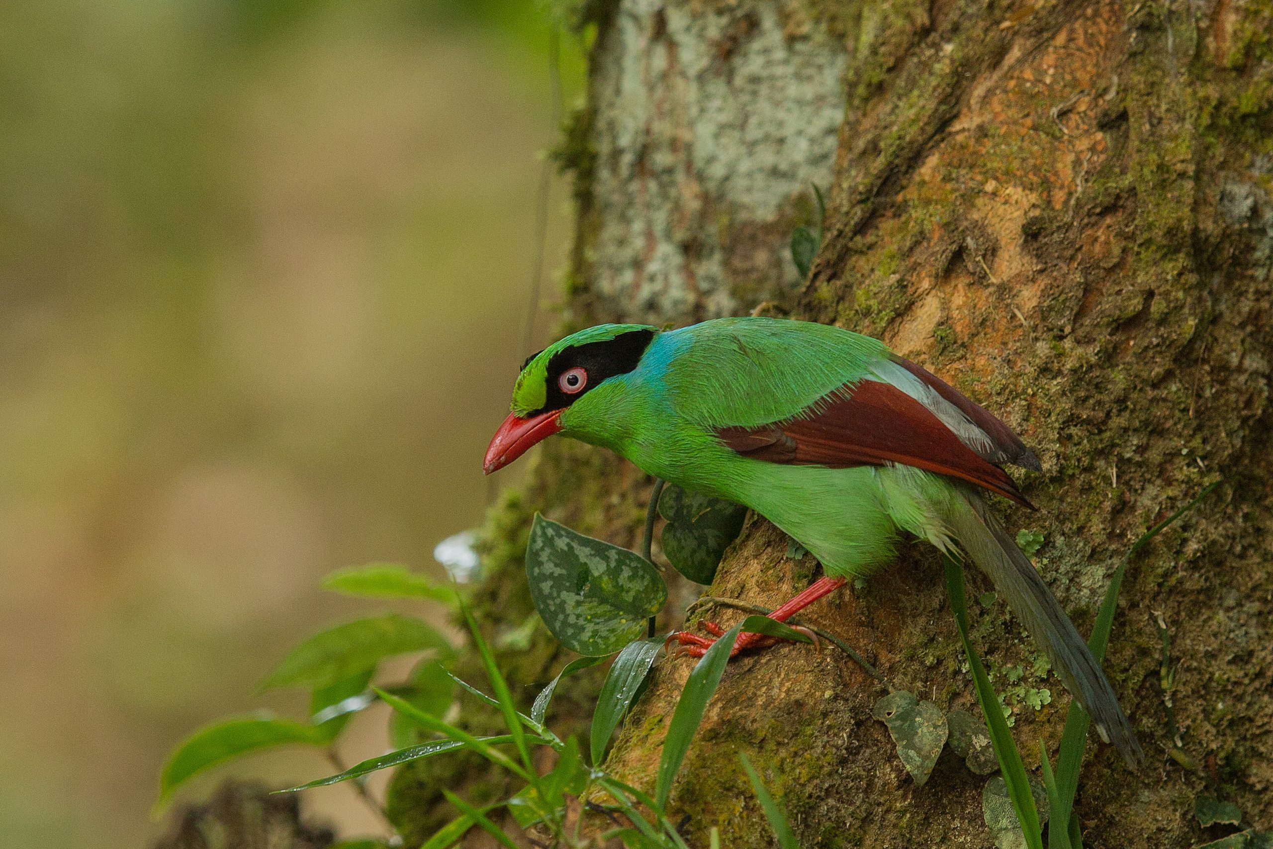 Bornean green magpie (Cissa jefferyi) hunting for insects at Mt. Kinabalu, Malaysian Borneo. Taken at 1500 meters asl. February, early morning. Endemic to the mountains of Borneo. Listed as Least Concern for IUCN.