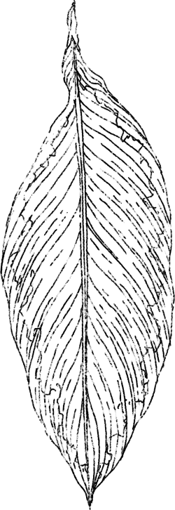 TPCP_Layer 6 copy 7