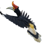 Hornbill in flying posture