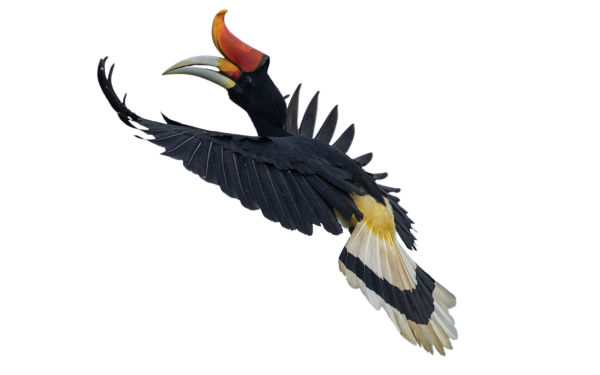Hornbill in flying posture